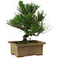 Pinus thunbergii, 20 cm, ± 12 years old