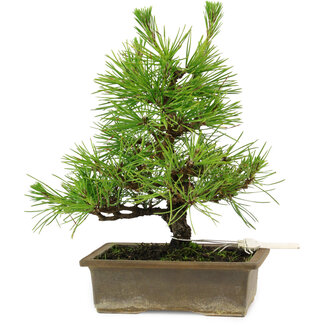 Pinus thunbergii, 20 cm, ± 12 años de edad