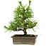 Pinus thunbergii, 20 cm, ± 12 anni