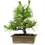 Pinus thunbergii, 20 cm, ± 12 años de edad