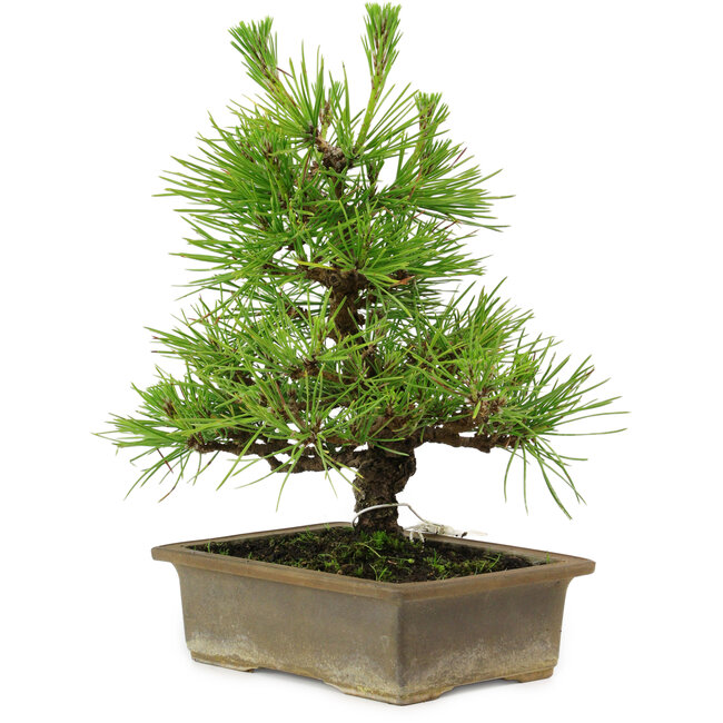 Pinus thunbergii, 20 cm, ± 12 anni