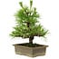 Pinus thunbergii, 20 cm, ± 12 anni