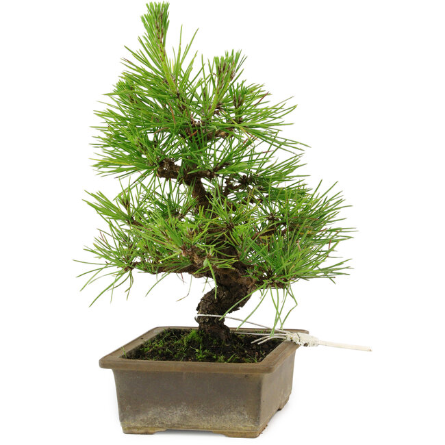 Pinus thunbergii, 20 cm, ± 12 years old