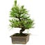 Pinus thunbergii, 20 cm, ± 12 anni