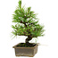 Pinus thunbergii, 20 cm, ± 12 años de edad