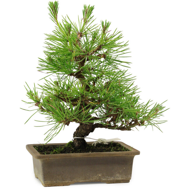 Pinus thunbergii, 20 cm, ± 12 años de edad