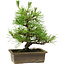 Pinus thunbergii, 20 cm, ± 12 years old