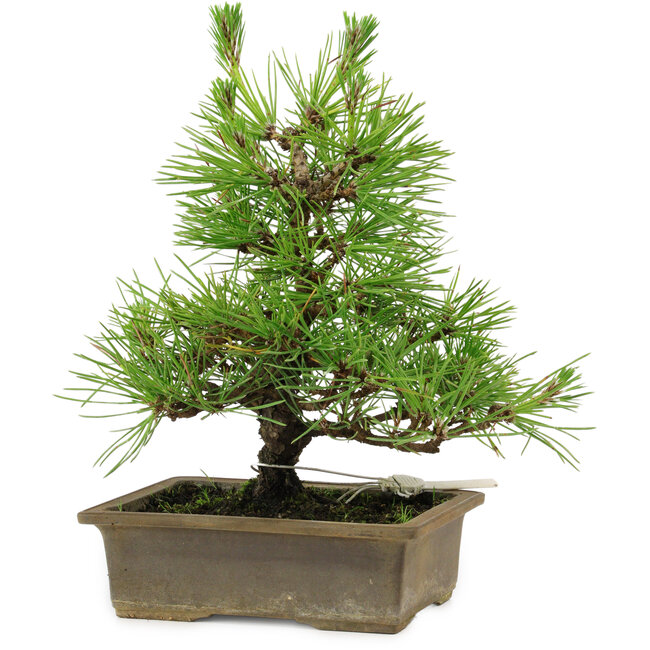 Pinus thunbergii, 20 cm, ± 12 anni