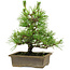 Pinus thunbergii, 20 cm, ± 12 años de edad
