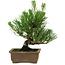 Pinus thunbergii, 20 cm, ± 12 años de edad