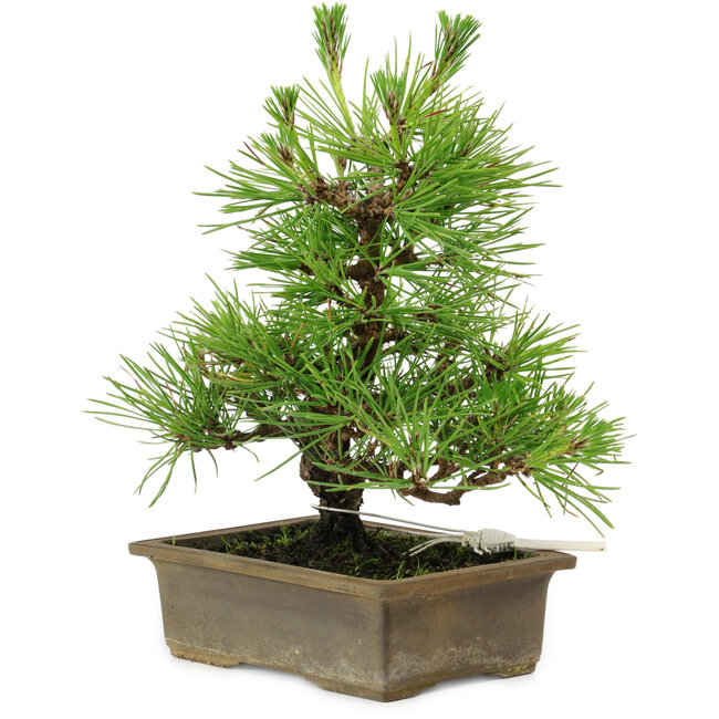 Pinus thunbergii, 20 cm, ± 12 años de edad