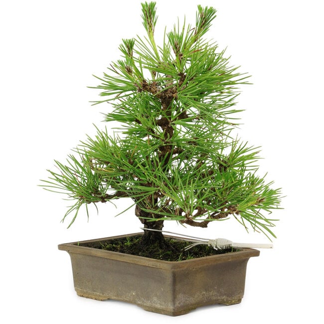 Pinus thunbergii, 20 cm, ± 12 years old