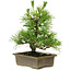 Pinus thunbergii, 20 cm, ± 12 años de edad