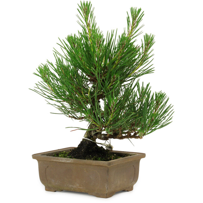 Pinus thunbergii, 20 cm, ± 12 años de edad