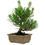 Pinus thunbergii, 20 cm, ± 12 años de edad