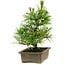 Pinus thunbergii, 20 cm, ± 12 anni