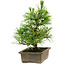 Pinus thunbergii, 20 cm, ± 12 años de edad
