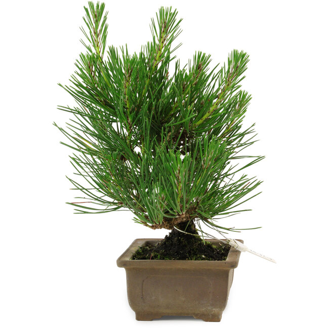 Pinus thunbergii, 20 cm, ± 12 años de edad