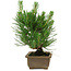 Pinus thunbergii, 20 cm, ± 12 años de edad