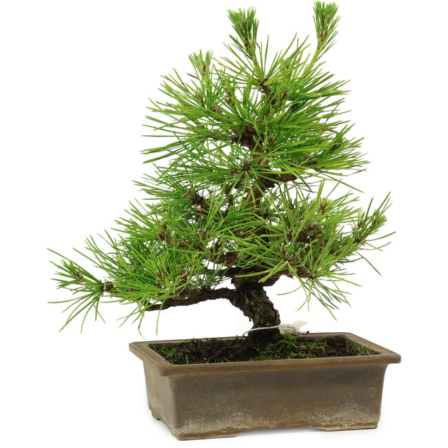 Pinus thunbergii, 20 cm, ± 12 años de edad