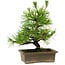 Pinus thunbergii, 20 cm, ± 12 anni