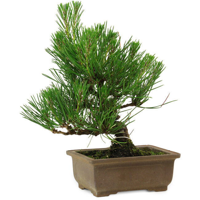 Pinus thunbergii, 20 cm, ± 12 años de edad