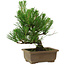 Pinus thunbergii, 20 cm, ± 12 años de edad