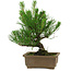 Pinus thunbergii, 20 cm, ± 12 años de edad
