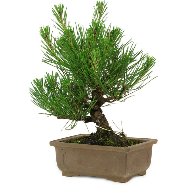 Pinus thunbergii, 20 cm, ± 12 years old