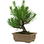 Pinus thunbergii, 20 cm, ± 12 years old