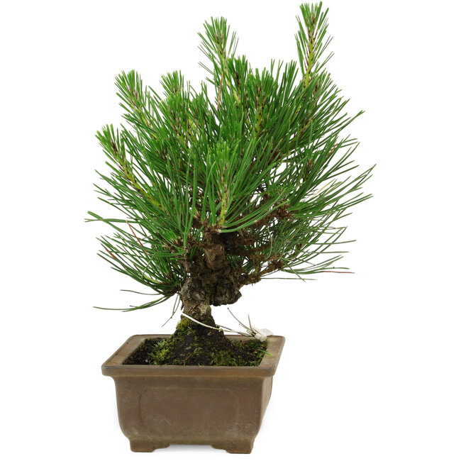 Pinus thunbergii, 20 cm, ± 12 años de edad
