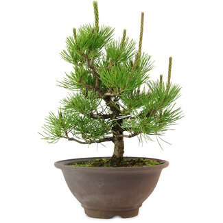 Pinus thunbergii, 29 cm, ± 12 years old
