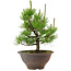 Pinus thunbergii, 29 cm, ± 12 anni
