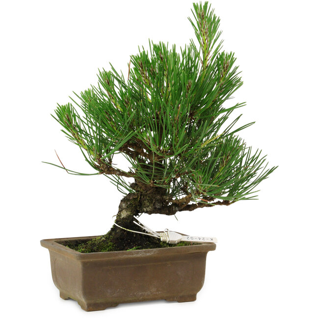 Pinus thunbergii, 20 cm, ± 12 años de edad