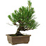Pinus thunbergii, 20 cm, ± 12 anni