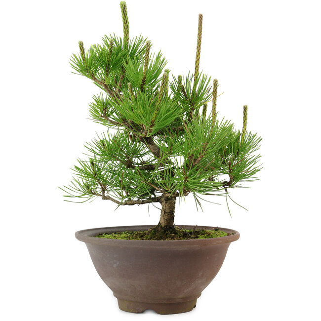 Pinus thunbergii, 29 cm, ± 12 años de edad
