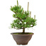Pinus thunbergii, 29 cm, ± 12 años de edad