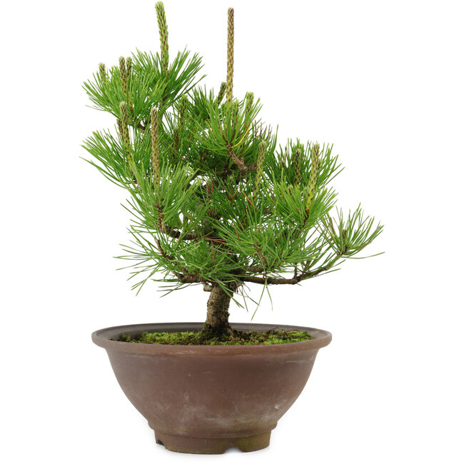 Pinus thunbergii, 29 cm, ± 12 años de edad