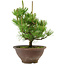 Pinus thunbergii, 29 cm, ± 12 años de edad