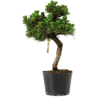 Pinus thunbergii Senshumaru, 25 cm, ± 10 years old
