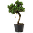 Pinus thunbergii Senshumaru, 25 cm, ± 10 años