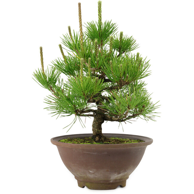Pinus thunbergii, 29 cm, ± 12 años de edad