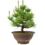 Pinus thunbergii, 29 cm, ± 12 years old
