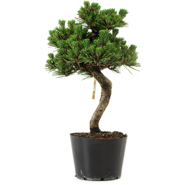 Pinus thunbergii Senshumaru, 25 cm, ± 10 years old
