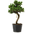 Pinus thunbergii Senshumaru, 25 cm, ± 10 anni