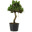 Pinus thunbergii Senshumaru, 25 cm, ± 10 years old