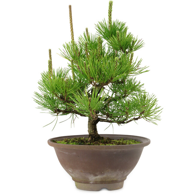 Pinus thunbergii, 29 cm, ± 12 años de edad