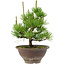 Pinus thunbergii, 29 cm, ± 12 años de edad