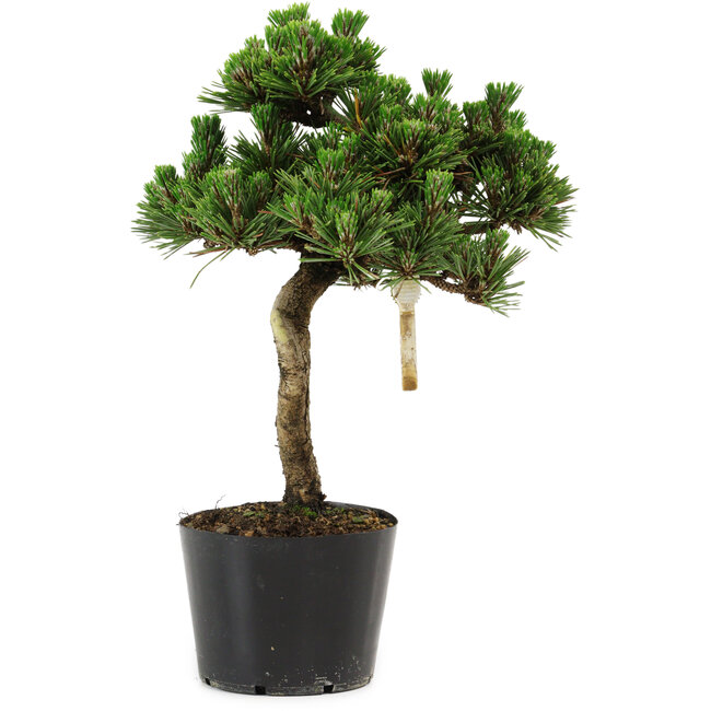 Pinus thunbergii Senshumaru, 25 cm, ± 10 years old