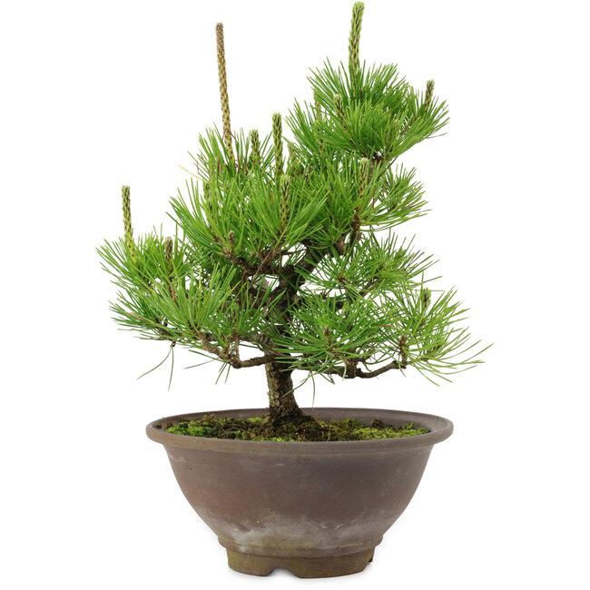 Pinus thunbergii, 29 cm, ± 12 years old